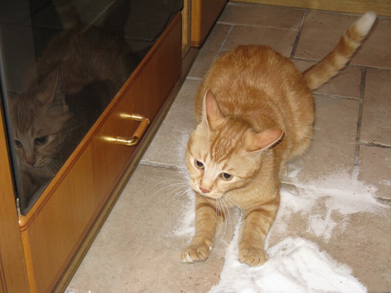 Orange Tabby Cat — Calm, Photograph, Cabinet