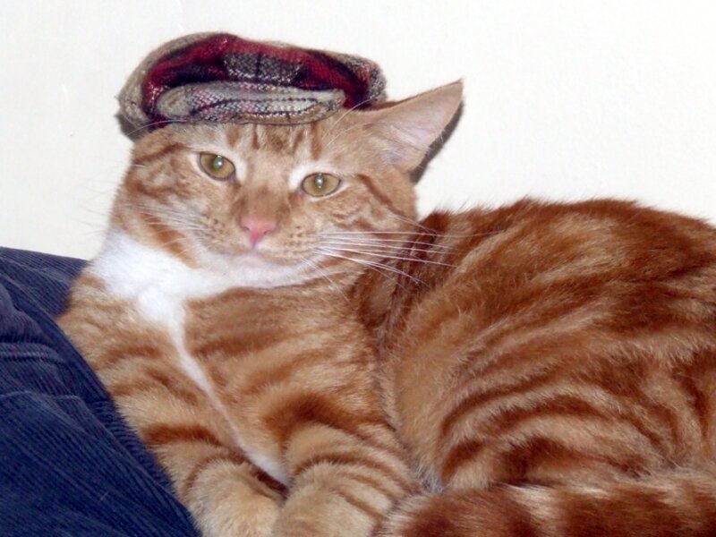 Orange Tabby Cat — Calm, Photograph, Cap