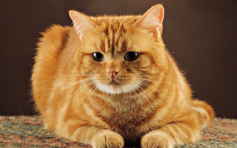Orange Tabby Cat — Calm, Photograph, Carpet, Brown Background