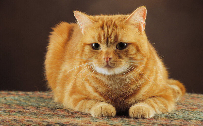Orange Tabby Cat — Calm, Photograph, Carpet, Dark Background