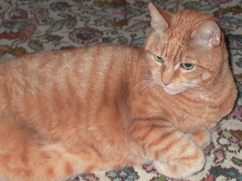 Orange Tabby Cat — Calm, Photograph, Carpet