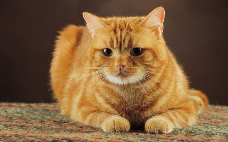 Orange Tabby Cat — Calm, Photograph, Carpet, Whiskers