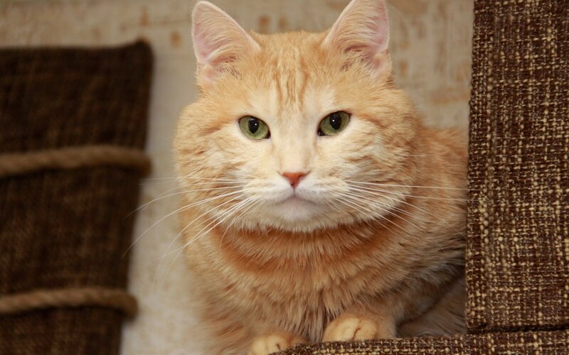 Orange Tabby Cat — Calm, Photograph, Cat Tree