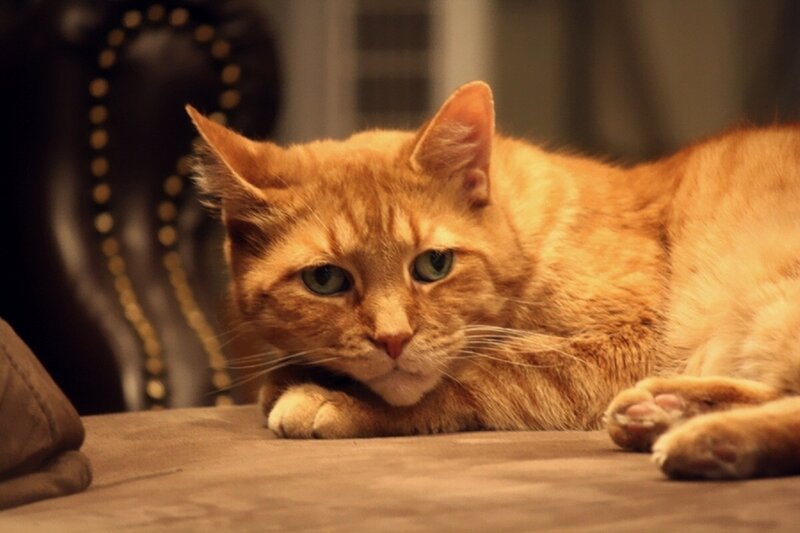 Orange Tabby Cat — Calm, Photograph, Chair