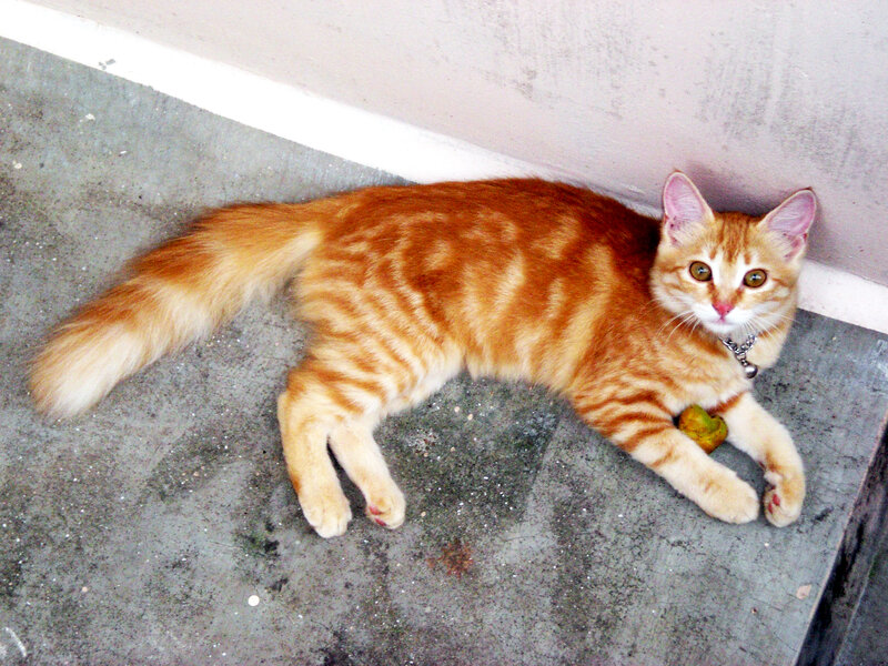 Orange Tabby Cat — Calm, Photograph, Collar, Bell