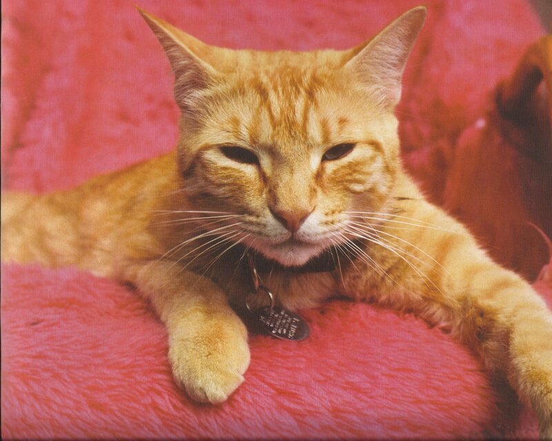 Orange Tabby Cat — Calm, Photograph, Collar, Tag