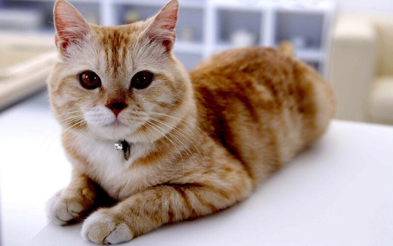 Orange Tabby Cat — Calm, Photograph, Collar