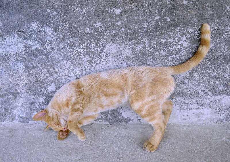 Orange Tabby Cat — Calm, Photograph, Concrete