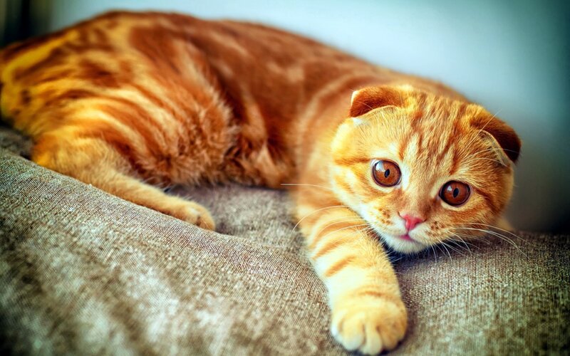 Orange Tabby Cat — Calm, Photograph, Couch, Brown, Beige