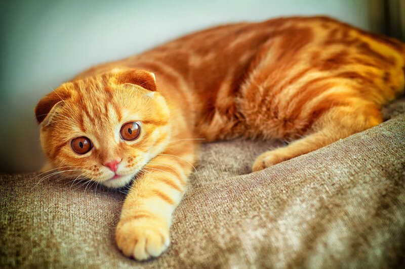 Orange Tabby Cat — Calm, Photograph, Couch, Brown