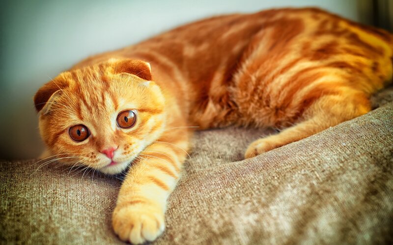 Orange Tabby Cat — Calm, Photograph, Couch, Fabric