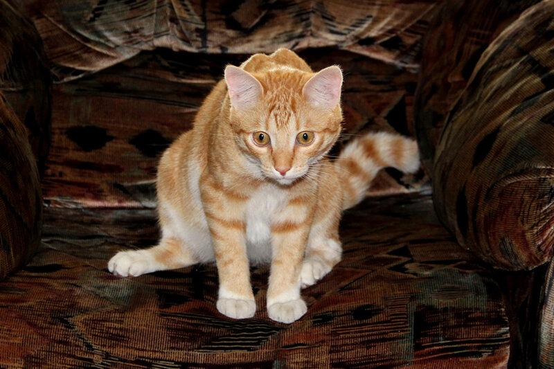 Orange Tabby Cat — Calm, Photograph, Couch, Patterned Fabric