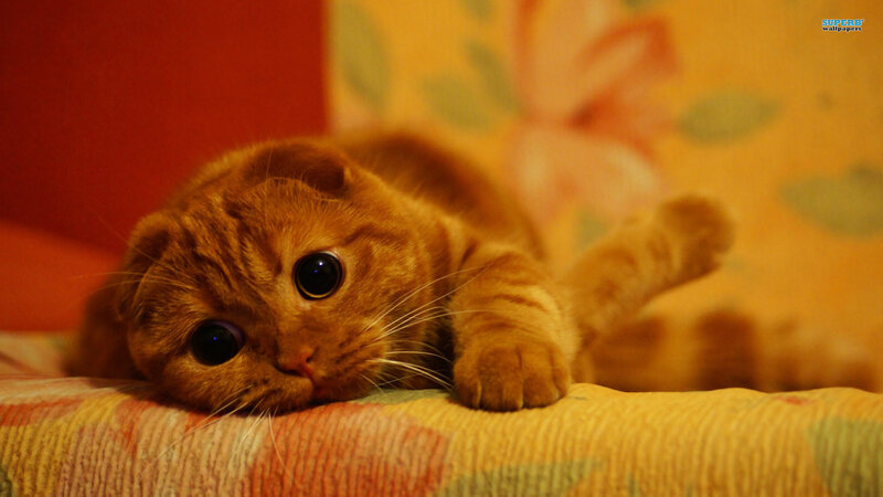 Orange Tabby Cat — Calm, Photograph, Couch, Pillow