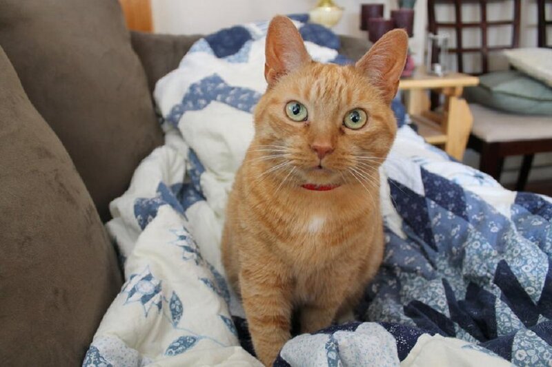 Orange Tabby Cat — Calm, Photograph, Couch