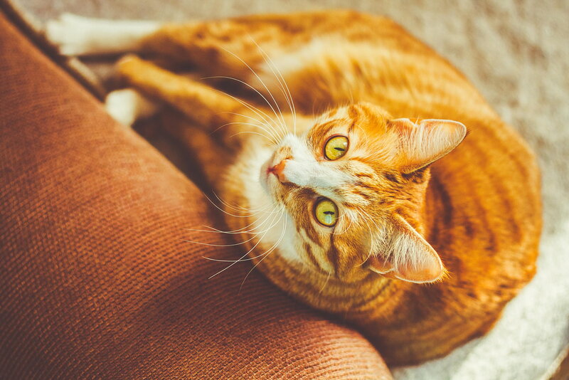 Orange Tabby Cat — Calm, Photograph, Couch, Whiskers