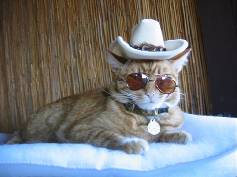 Orange Tabby Cat — Calm, Photograph, Cowboy Hat