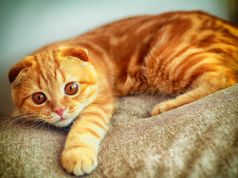 Orange Tabby Cat — Calm, Photograph, Cushion