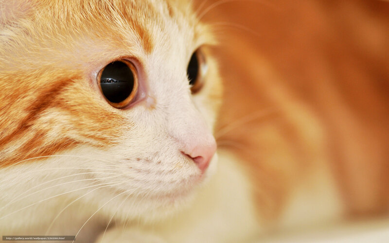 Orange Tabby Cat — Calm, Photograph, Eye