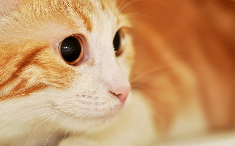 Orange Tabby Cat — Calm, Photograph, Eyes