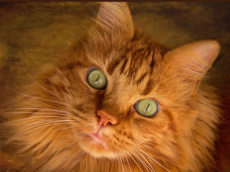 Orange Tabby Cat — Calm, Photograph, Eyes, Whiskers, Fur