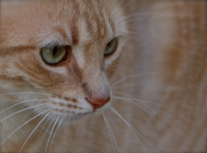 Orange Tabby Cat — Calm, Photograph, Eyes, Whiskers, Fur, White, Green