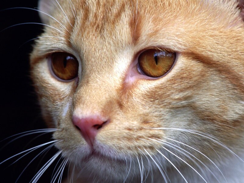 Orange Tabby Cat — Calm, Photograph, Eyes, Whiskers, Nose, Brown