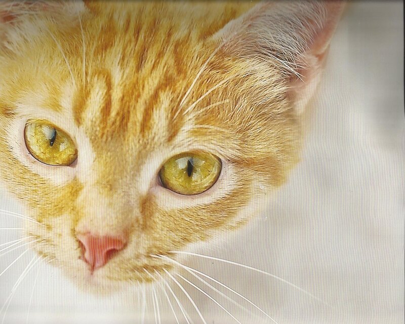 Orange Tabby Cat — Calm, Photograph, Eyes, Whiskers, Nose