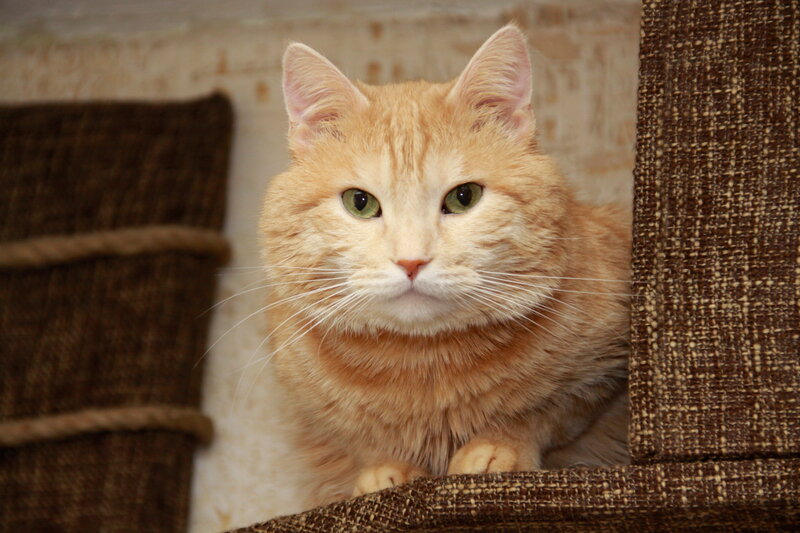 Orange Tabby Cat — Calm, Photograph, Fabric