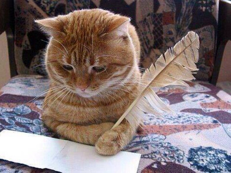 Orange Tabby Cat — Calm, Photograph, Feather