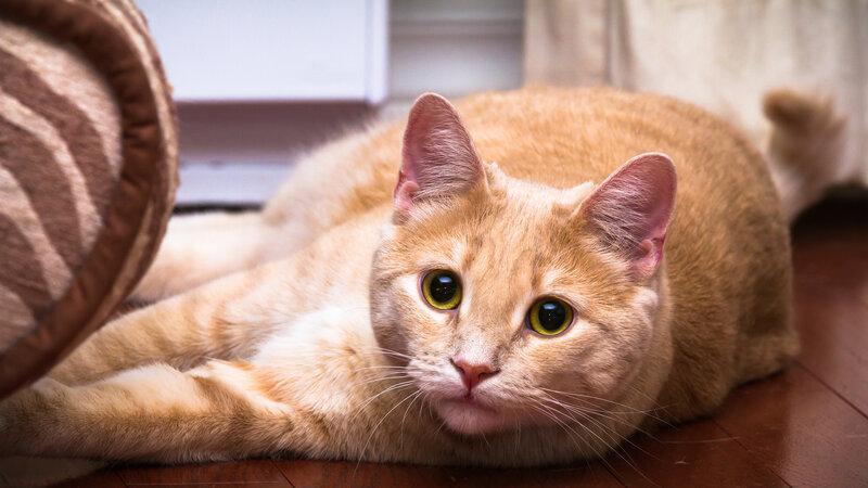 Orange Tabby Cat — Calm, Photograph, Floor, Pillow