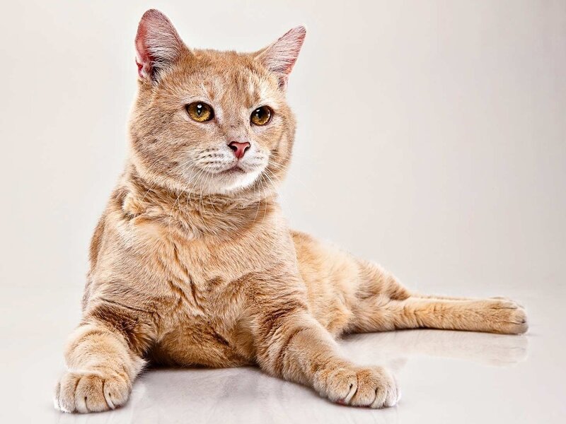 Orange Tabby Cat — Calm, Photograph, Floor