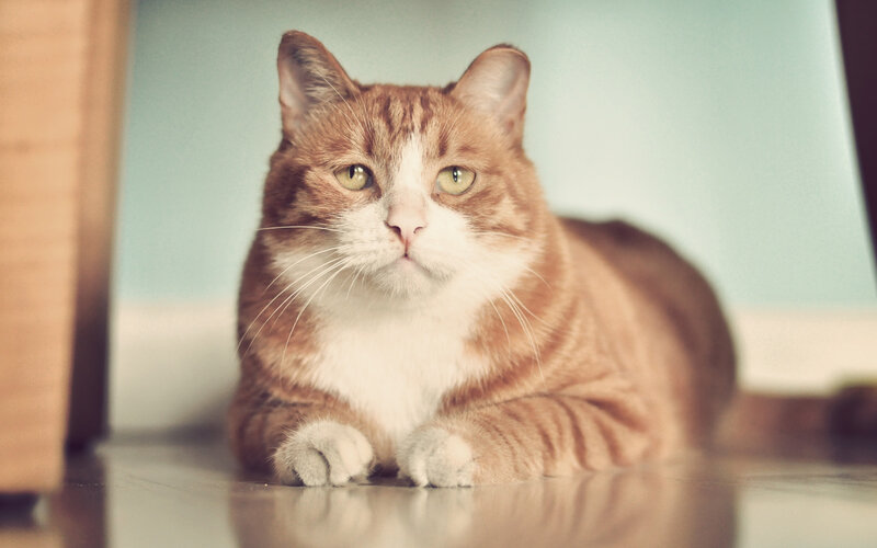 Orange Tabby Cat — Calm, Photograph, Floor, Wall