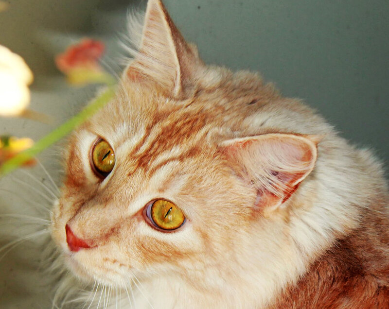 Orange Tabby Cat — Calm, Photograph, Flower