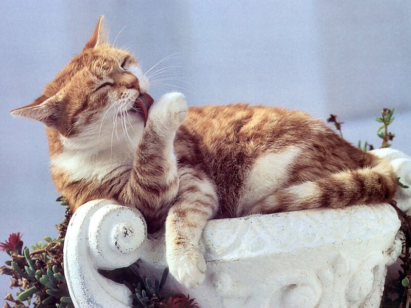 Orange Tabby Cat — Calm, Photograph, Flowerpot