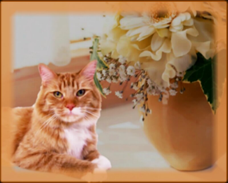 Orange Tabby Cat — Calm, Photograph, Flowers