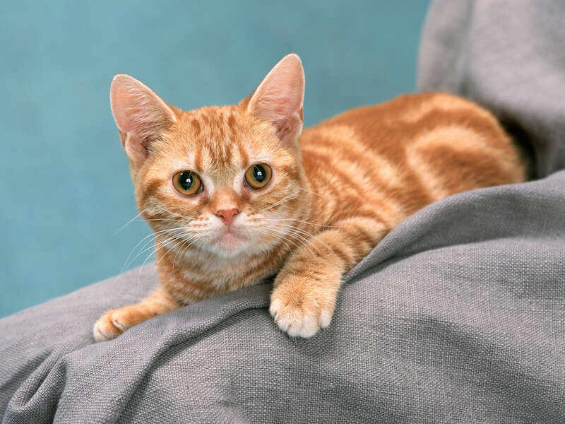 Orange Tabby Cat — Calm, Photograph, Gray Fabric