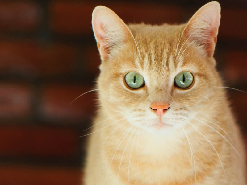 Orange Tabby Cat — Calm, Photograph, Green Eyes, Whiskers, Brick Wall