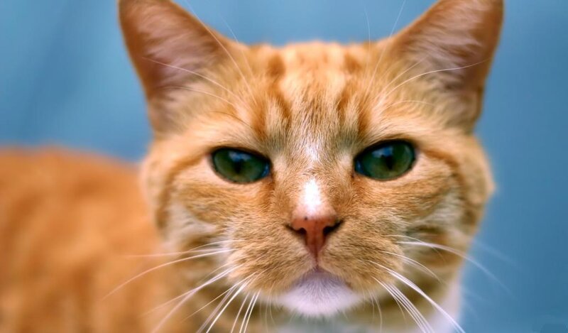 Orange Tabby Cat — Calm, Photograph, Green Eyes, Whiskers