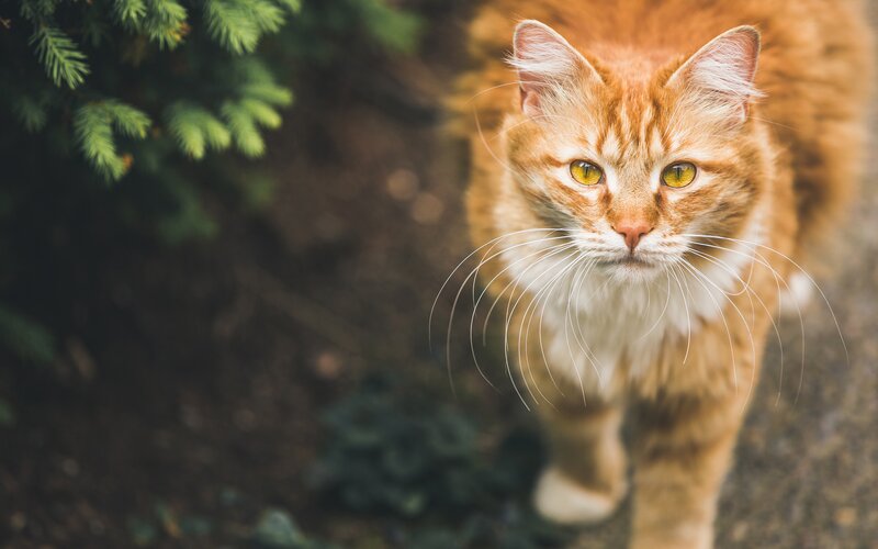 Orange Tabby Cat — Calm, Photograph, Green Foliage