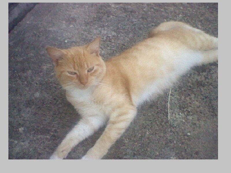 Orange Tabby Cat — Calm, Photograph, Ground