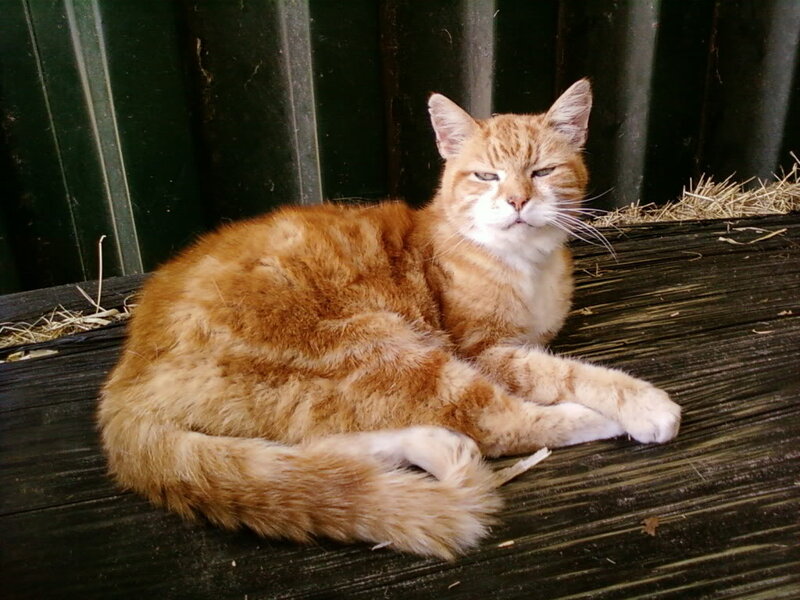Orange Tabby Cat — Calm, Photograph, Hay
