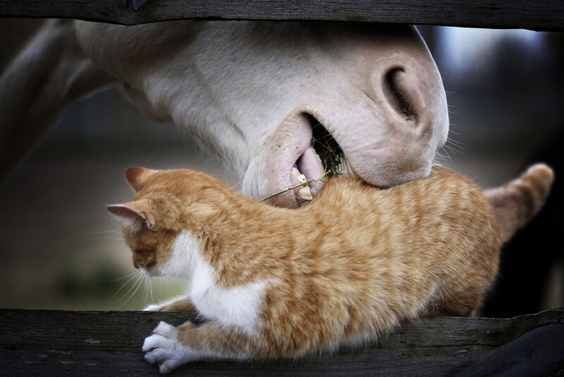 Orange Tabby Cat — Calm, Photograph, Horse