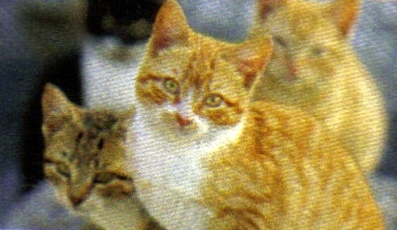 Orange Tabby Cat — Calm, Photograph, Kitten