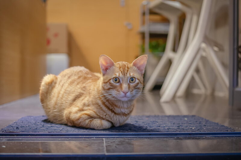 Orange Tabby Cat — Calm, Photograph, Mat