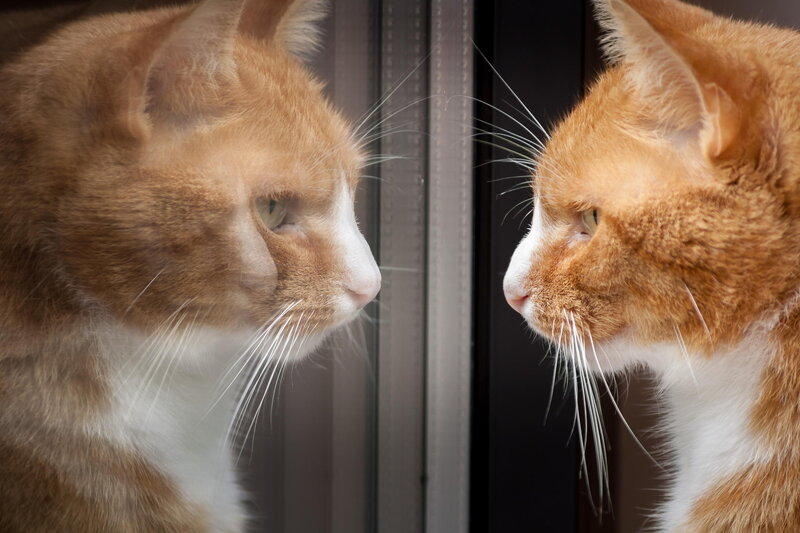 Orange Tabby Cat — Calm, Photograph, Mirror