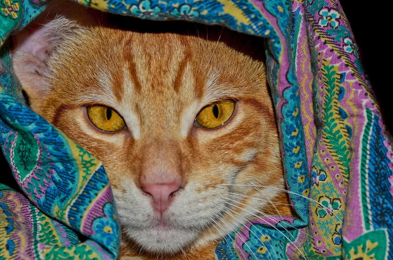 Orange Tabby Cat — Calm, Photograph, Patterned Fabric