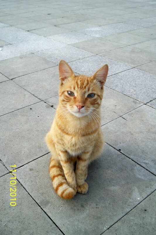 Orange Tabby Cat — Calm, Photograph, Pavement, Gray