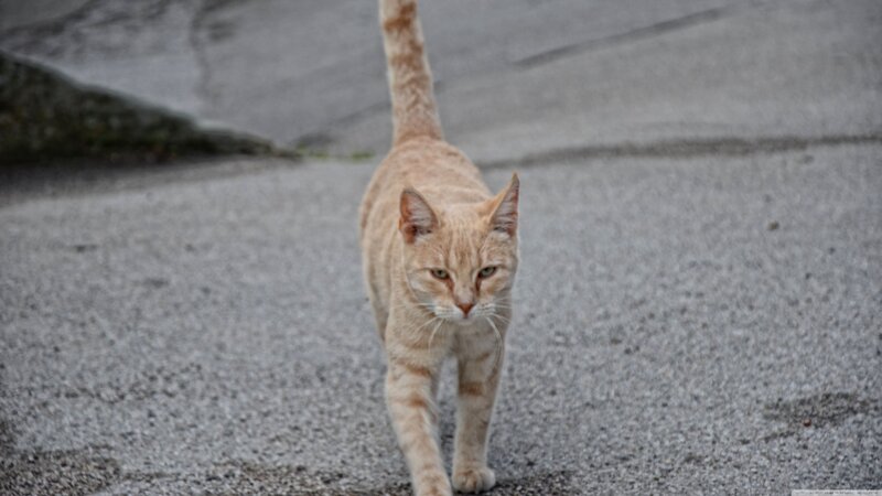 Orange Tabby Cat — Calm, Photograph, Pavement