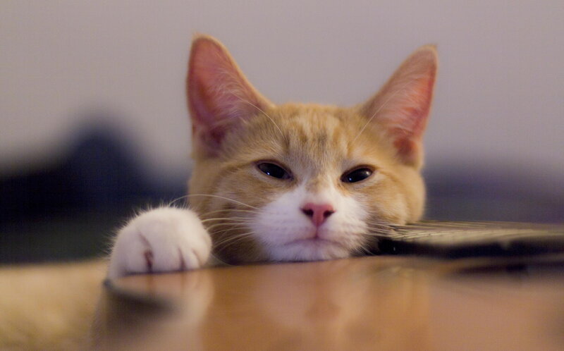 Orange Tabby Cat — Calm, Photograph, Paw