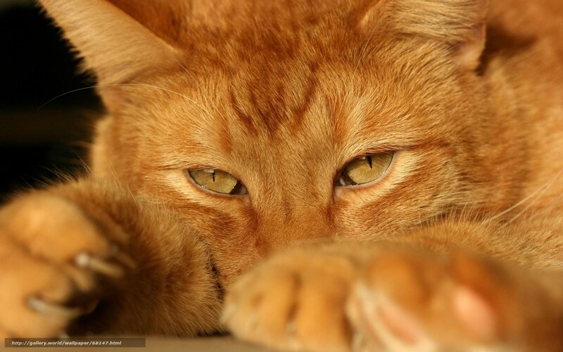 Orange Tabby Cat — Calm, Photograph, Paws, Eyes
